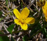 Caltha palustris -- Sumpfdotterblume